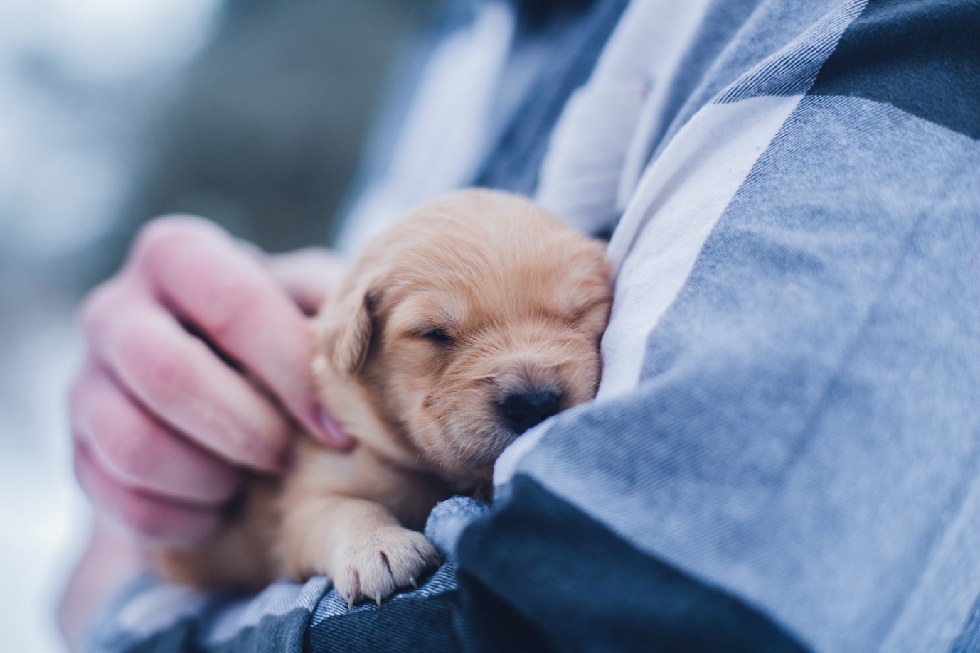 A dog sleeping on a person's lap

Description automatically generated with medium confidence