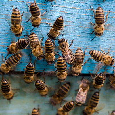 7 Signs You Need Professional Assistance With Bees Infestation At Home
