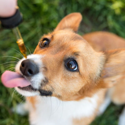 How to Give CBD Oil for Dogs with Cancer?