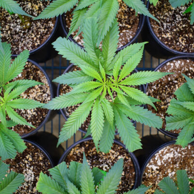 Growing Cannabis Sativa Herb: Seeds Versus Clones