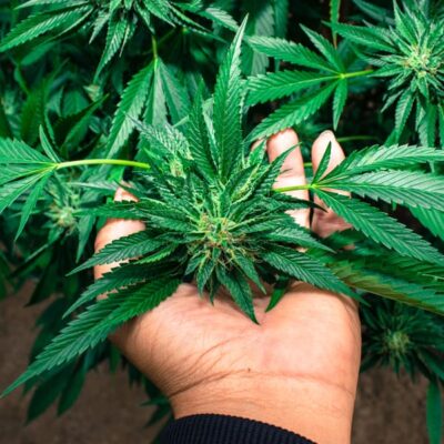 Stepping into a CBD Business- An Ultimate Guide to Growing Marijuana
