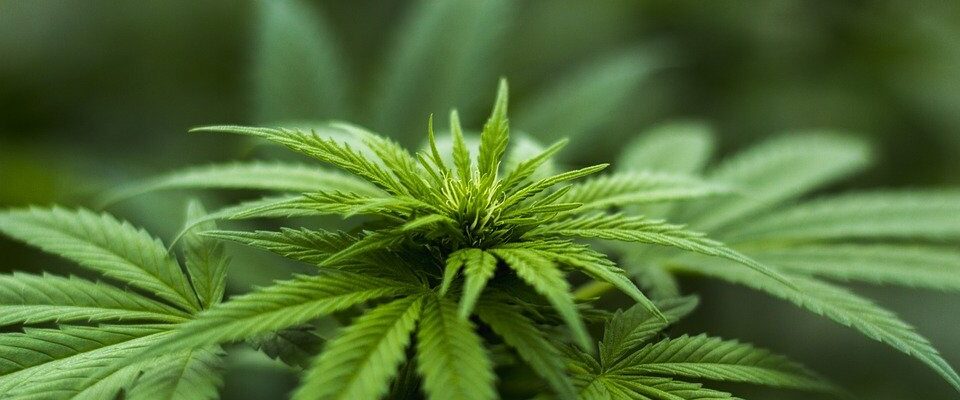 Interesting Facts You Should Know About Buying & Consuming Marijuana
