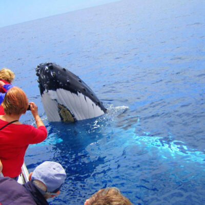 The Ultimate Guide to Help You Watch Whales in Dunsborough