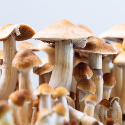What Are the Different Types of Magic Mushroom Products Available in Canada?
