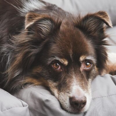 The Ultimate Guide You Need to Know about Kidney Failure in Dogs 