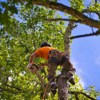 The Importance of Tree Pruning Services