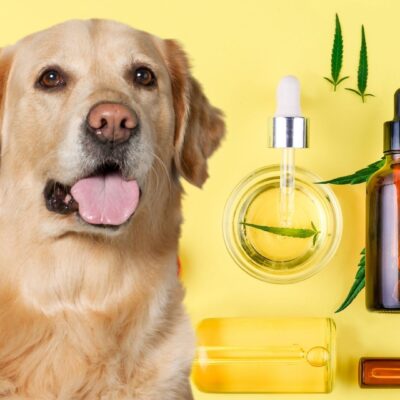 The Benefits of CBD for Dogs: A Natural Alternative for Pet Health