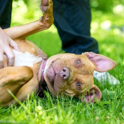 Unleash the Best: Essential Tips for Proper Dog Care